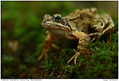 Common Frog - Common Frog in the Forest