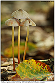 Saffrondrop Bonnet - Saffrondrop Bonnet