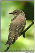 Spotted Flycatcher - Spotted Flycatcher