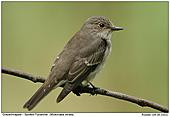 Spotted Flycatcher - Young Flycatcher