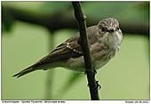Spotted Flycatcher - Hunting