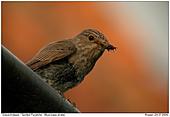 Spotted Flycatcher - Feeding Time