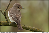 Spotted Flycatcher - Spotted Flycatcher