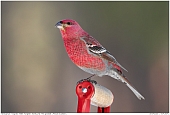 Pine Grosbeak - Pine Grosbeak