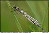Azure Damselfly - Azure Damselfly