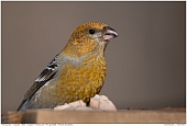 Female Pine Grosbeak - Femal Pine Grosbeak