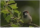 House Sparrow - Speldid Sparrow
