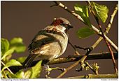 House Sparrow - In The Evening Sun