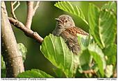 Dunnock - Colourful eyes