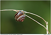 Wood Snail Grove Snail - Wood Snail