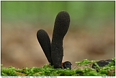 Dead Man's Fingers - Dead Man's Fingers