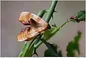 Scorched Wing - Scorched Wing