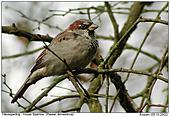 House Sparrow - House Sparrow