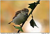 House Sparrow - Orange Backlight