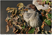 House Sparrow - October Sun