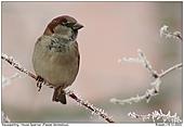 House Sparrow - Just before Christmas