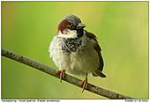 House Sparrow - Unreal colours