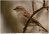 House Sparrow - A female House Sparrow