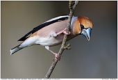 Hawfinch - Hawfinch - Male