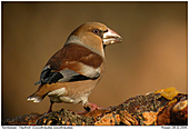 Hawfinch - Hawfinch in evening light