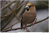Hawfinch - Male Hawfinch