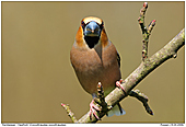 Hawfinch - Male Hawfinch