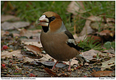 Hawfinch - Hawfinch with seed of yew tree