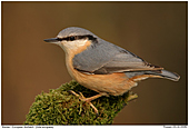 European Nuthatch - European Nuthatch