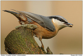 European Nuthatch - European Nuthatch
