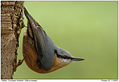 European Nuthatch - Typical