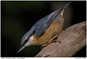 European Nuthatch - European Nuthatch