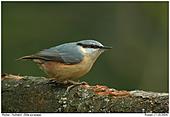 Nuthatch - Nuthatch at a branch