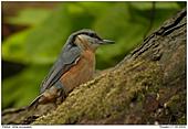 Nuthatch - Nuthatch