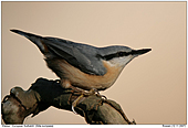 European Nuthatch - European Nuthatch