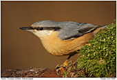 European Nuthatch - European Nuthatch