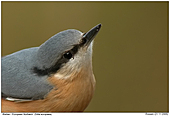 European Nuthatch - Nuthatch - Close Up
