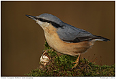 European Nuthatch - European Nuthatch