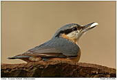 European Nuthatch - Nuthatch with Nut