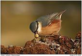 Nuthatch - Nuthatch with nut