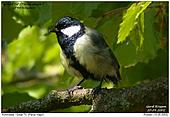 Great Tit - Great Tit
