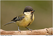 Great Tit - Great Tit - Juvenile