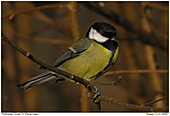 Great Tit - Great Tit