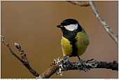 Great Tit - Great Tit