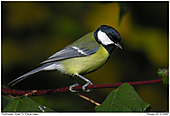 Great Tit - Great Tit