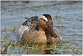 Garganey - Garganey Male