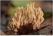 Strict-branch Coral - Strict-branch Coral