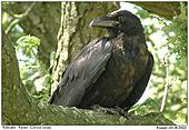 Raven - Raven
