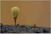 Yellow-Fuzz Slime Mold - Yellow-Fuzz Slime Mold