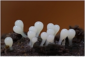 Yellow-Fuzz Slime Mold - Yellow-Fuzz Slime Mold