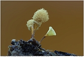 Yellow-Fuzz Slime Mold - Yellow-Fuzz Slime Mold